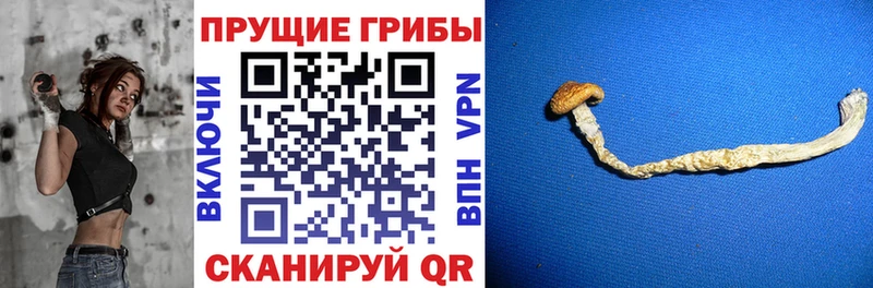 даркнет формула  Юрьев-Польский  Галлюциногенные грибы Psilocybe 